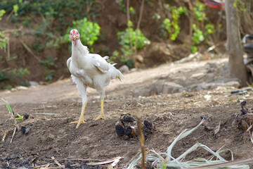 Hen, white chicken looking for food in the field