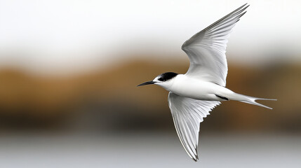 Obraz premium Soaring Arctic terns glide gracefully across serene polar sky