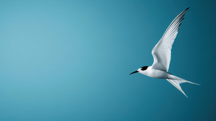 Obraz premium Soaring Arctic terns glide gracefully across serene blue sky