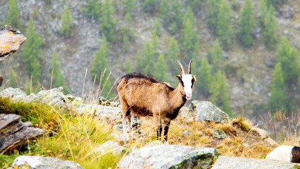ブラウヘルトからスネガへのトラッキング　アルプスシャモア　　　スイス　ツェルマット