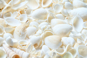 テーブルに置かれたたくさんの白い貝殻