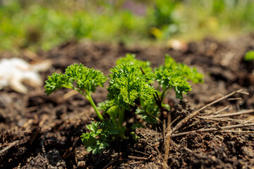 Parsley Growing in the Garden