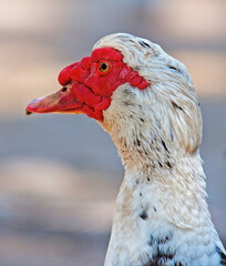 Beautiful and colorful birds in ecological reserves 