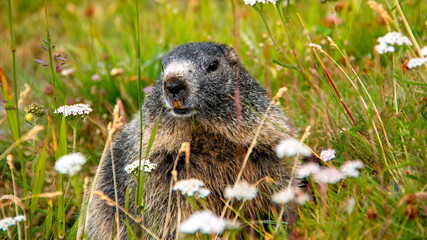 リッフェルベルグお花畑のマーモット　スイス　ツェルマット