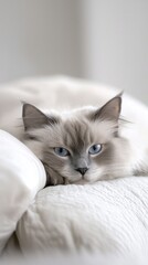Obraz premium Serenity in Blue: A Ragdoll Cat's Leisurely Afternoon