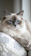 Obraz premium Serenity in Blue: A Ragdoll Cat's Leisurely Afternoon