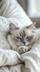 Obraz premium Serenity in Blue: A Ragdoll Cat's Leisurely Afternoon