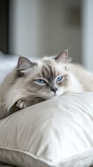 Obraz premium Serenity in Blue: A Ragdoll Cat's Leisurely Afternoon