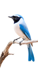 Obraz premium Azure Jay Bird, on Transparent PNG Background, Photo Realistic, Wallpaper, Cover and Screen for Smartphone, PC, Laptop, Transparent PNG