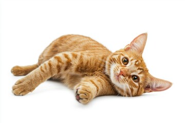 Obraz premium Orange Tabby Cat in Sunshine