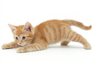 Obraz premium Orange Tabby Cat in Sunshine