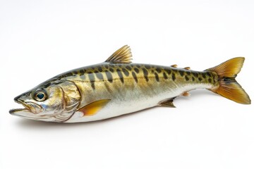 Naklejka premium the beside view Chub Mackerel, left side view, white copy space on right, Isolated on White Background