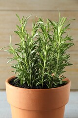 Rosemary plant growing in pot on grey table, closeup. Aromatic herb