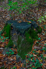 moss leaves in a forest