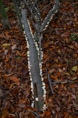 leaves on the ground