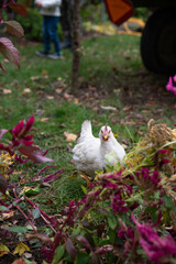 chickens in the farm
