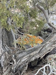 Pinyon tree