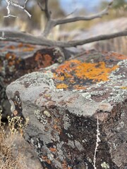 Lichen on rock