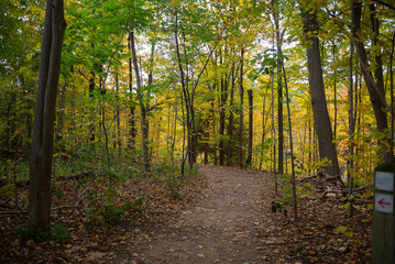 path in the forest