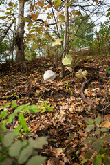 mushroom in the forest