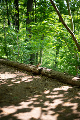 footpath in the forest