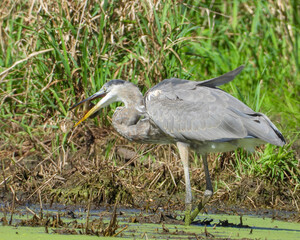 Great Blue Heron (Ardea herodias) North American Wading Bird