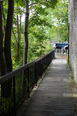 Fototapeta premium bridge in the forest
