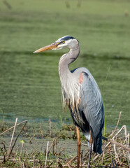 Naklejka premium Great Blue Heron (Ardea herodias) North American Wading Bird