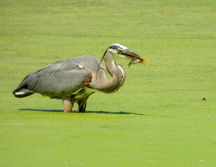 Great Blue Heron (Ardea herodias) North American Wading Bird