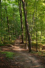 path in the forest
