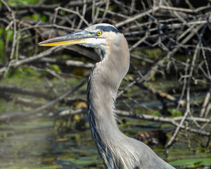 Great Blue Heron (Ardea herodias) North American Wading Bird