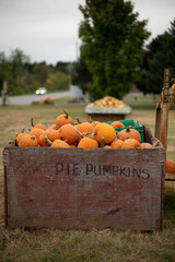 pumpkins in a basket