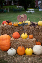 pumpkins and gourds