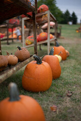 pumpkin patch in autumn