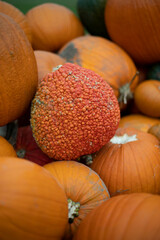 pumpkins for sale