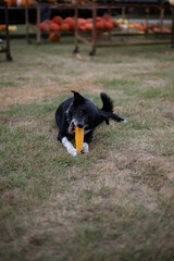 dog eating corn