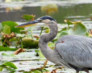 Great Blue Heron (Ardea herodias) North American Wading Bird