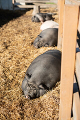 sleeping pigs