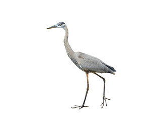 Fototapeta premium Great Blue Heron (Ardea herodias) North American Wading Bird Isolated on White Background
