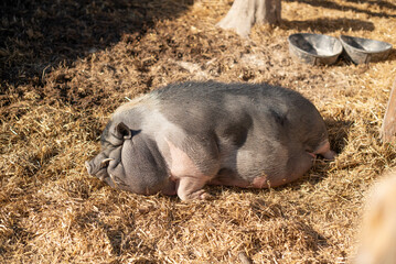 pig in the farm