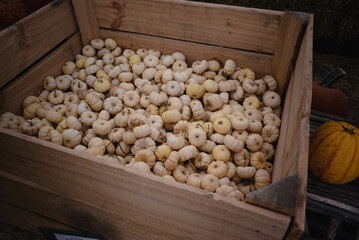 pumpkins in the box