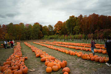 rows of pumpkins on the field