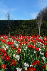 tulips in the park