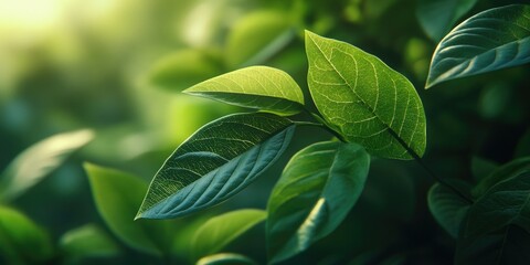 Serene Nature Photograph