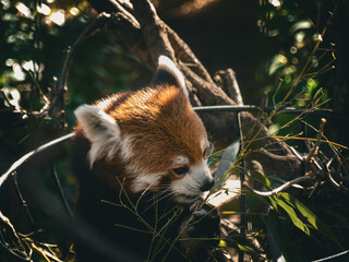 red panda eating bamboo