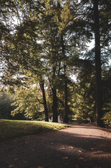 path in the forest