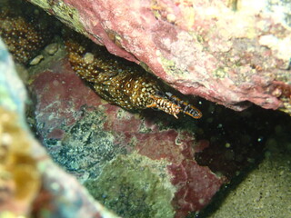 海の岩場から顔を出すトラウツボ