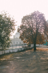 A quiet autumn scene featuring a horse chestnut tree with orange leaves near a fenced asphalt square, set against the backdrop of old buildings under a soft evening light.

