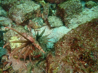 海を岩場を泳ぐハナミノカサゴ