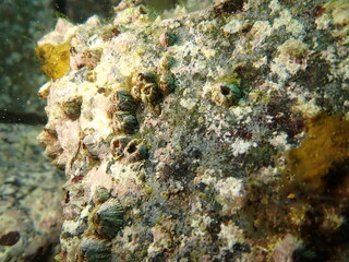 海の中の岩場に張り付くフジツボ